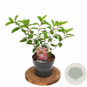 Hydrangea pan. Vanille-Fraise 30-40 cm 3,0L