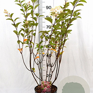 Hydrangea pan. Vanille-Fraise 40-60 cm 5,0L