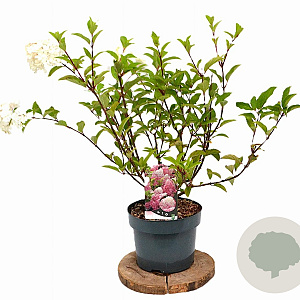 Hydrangea pan. Vanille-Fraise 40-60 cm 5,0L