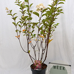 Hydrangea pan. Vanille-Fraise 40-60 cm 5,0L