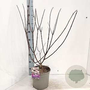 Hydrangea pan. Vanille-Fraise 70-80 cm 5,0L