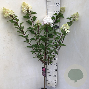 Hydrangea pan. Vanille-Fraise 50 cm stam 5,0L