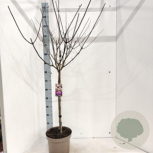 Hydrangea pan. Vanille-Fraise 60 cm stam 7,5L 1jr.kroon