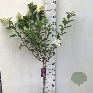 Hydrangea pan. Vanille-Fraise 70 cm stam 7,5L
