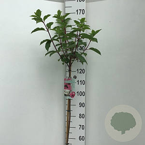 Hydrangea pan. Vanille-Fraise 120 cm stam 7,5L