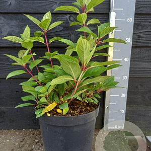 Hydrangea pan. 'Wim's Red' 30-40 cm 10L