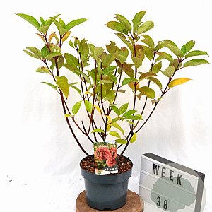 Hydrangea pan. 'Wim's Red' 40-60 cm 5,0L