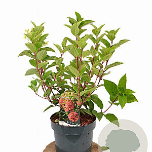Hydrangea pan. 'Wim's Red' 40-60 cm 5,0L
