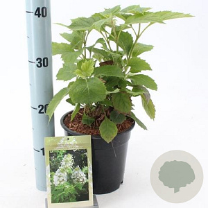 Hydrangea querc. 'Black Porch' 30-40 cm 2,0L