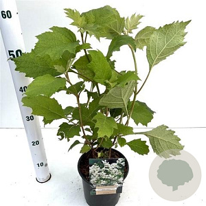Hydrangea querc. 'Black Porch' 30-40 cm 2,0L