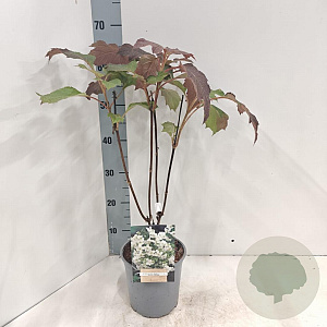 Hydrangea querc. 'Black Porch' 30-40 cm 2,0L