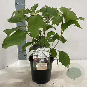 Hydrangea querc. Snow Queen 30-40 cm 2,0L