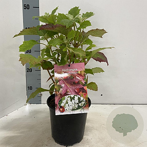 Hydrangea querc. 'Snowflake' 30-40 cm 2,0L