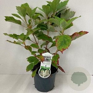 Hydrangea querc. 'Snowflake' 30-40 cm 3,0L