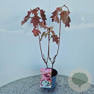 Hydrangea querc. 'Snowflake' 50-60 cm 2,5L