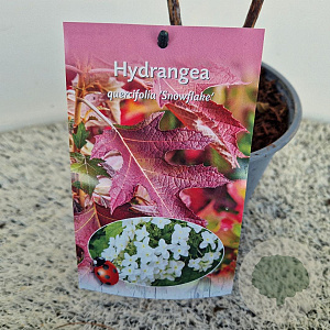 Hydrangea querc. 'Snowflake' 50-60 cm 2,5L