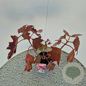 Hydrangea querc. 'Snowflake' 50-60 cm 2,5L