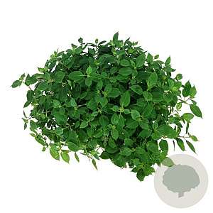 Hydrangea s. Magic Pillow 50-60 cm 15L