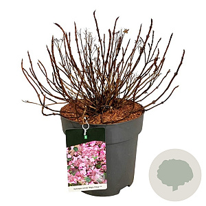 Hydrangea s. Magic Pillow 50-60 cm 15L