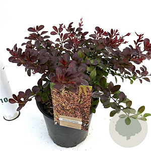 Berberis thunb. 'Atropurpurea Nana' 25-30 cm 2,5L