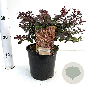 Berberis thunb. 'Atropurpurea Nana' 25-30 cm 2,5L