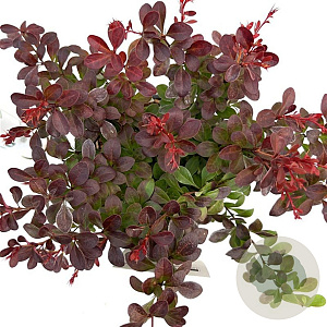 Berberis thunb. 'Atropurpurea Nana' 25-30 cm 2,5L