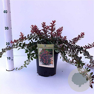 Berberis thunb. 'Atropurpurea Nana' 25-30 cm 2,5L