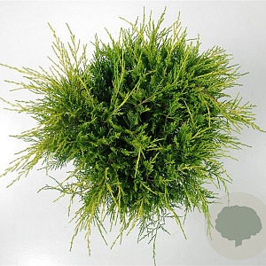 Juniperus pf. 'Old Gold' 30-40 cm 5,0L