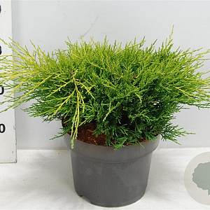 Juniperus pf. 'Old Gold' 30-40 cm 5,0L