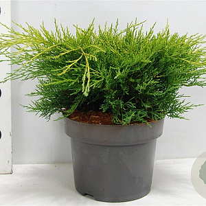 Juniperus pf. 'Old Gold' 30-40 cm 5,0L