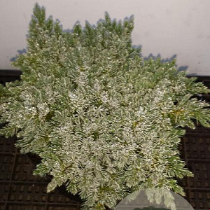 Juniperus squamata 'Blue Star' 20-25 cm 2,0L