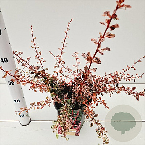 Berberis thunb. 'Harlequin' 30-40 cm 2,5L