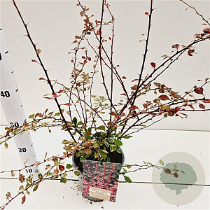 Berberis thunb. 'Harlequin' 30-40 cm 2,5L