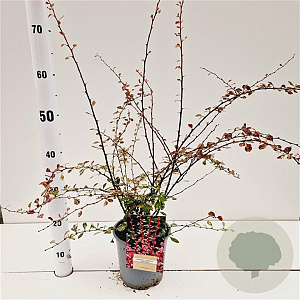 Berberis thunb. 'Harlequin' 30-40 cm 2,5L