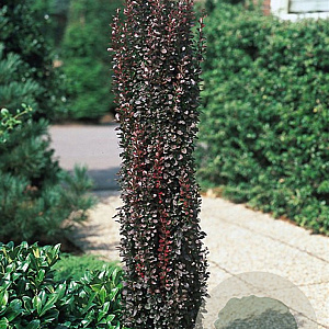 Berberis thunb. 'Helmond Pillar' 80-100 cm 20L