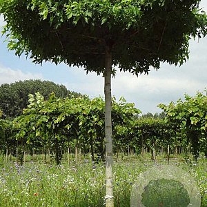 Liquidambar s. 'Worplesdon' 18-20 HO draadkluit dakvorm 240 cm stam