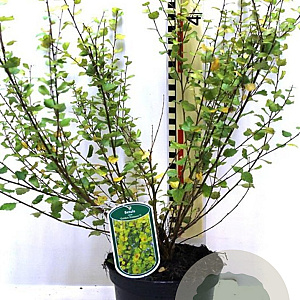 Betula nana 'Golden Treasure' 40-50 cm 3,0L