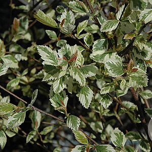 Betula nigra 'Shiloh Splash' 250-300 cm 50L geveerd
