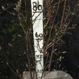 Magnolia l. 'Nigra' 80-100 cm met kluit met knop