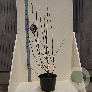 Magnolia soulangeana 100-125 cm 20L meerstammig