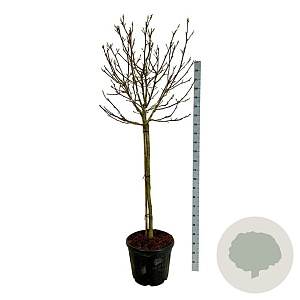 Magnolia soul. 'Alba Superba' 120 cm stam cont. 55L extra