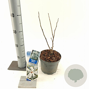 Magnolia stellata 40-50 cm 2,0L