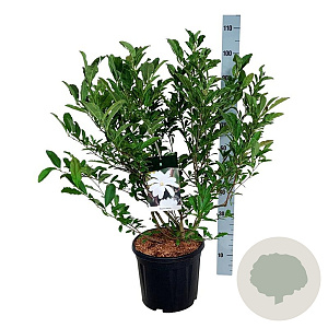 Magnolia stellata 80-100 cm 15L