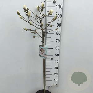 Magnolia stellata 60 cm stam 7,5L