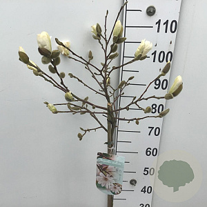 Magnolia stellata 60 cm stam 7,5L