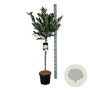 Magnolia stellata 90 cm stam 15L