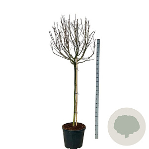 Magnolia st. 'Rosea' 120 cm stam cont. 55L extra