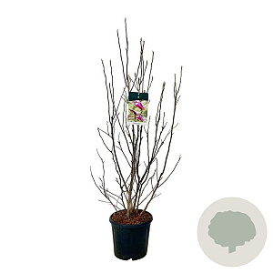 Magnolia 'Susan' 100-125 cm 15L