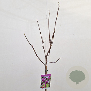 Magnolia 'Susan' 100 cm stam 5,0L