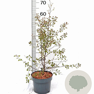 Betula pendula 50-60 cm 3,0L
